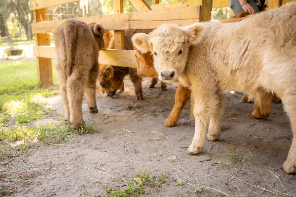 Highland calves gathered together by the barn fence