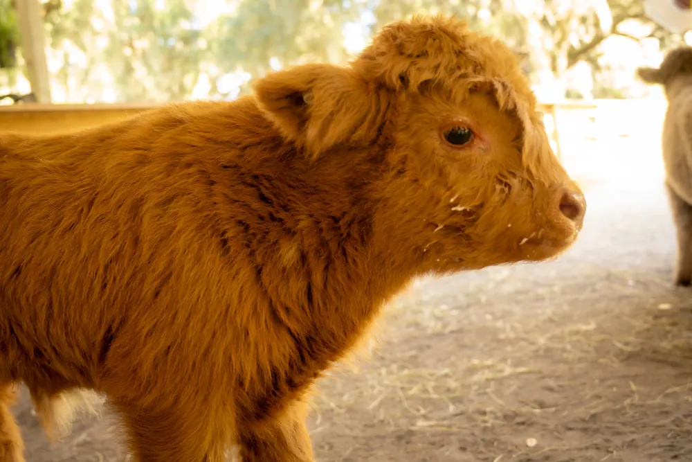 Ginger Highland calf in the barn at Mini Moo Land