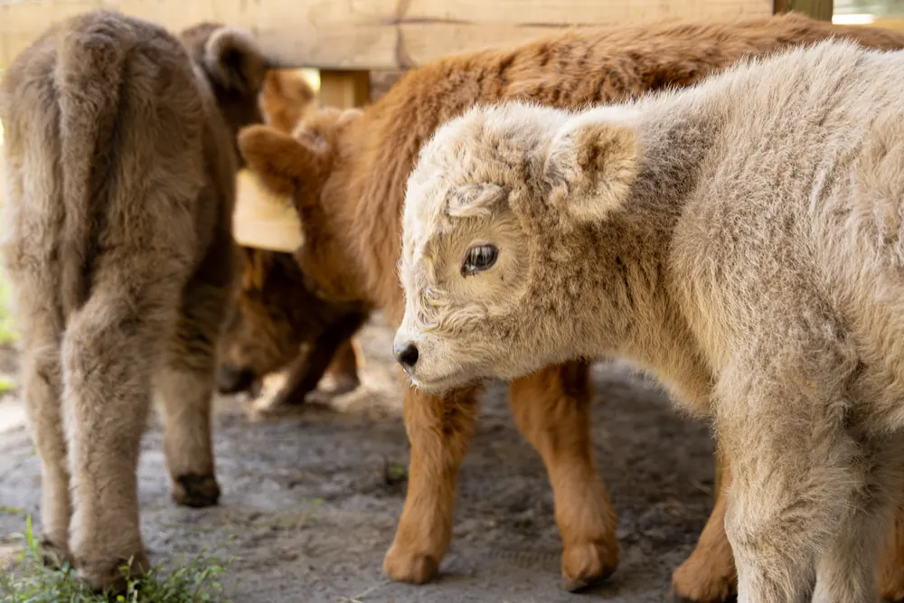 Cream baby Highland calf with its herd mates in the barn