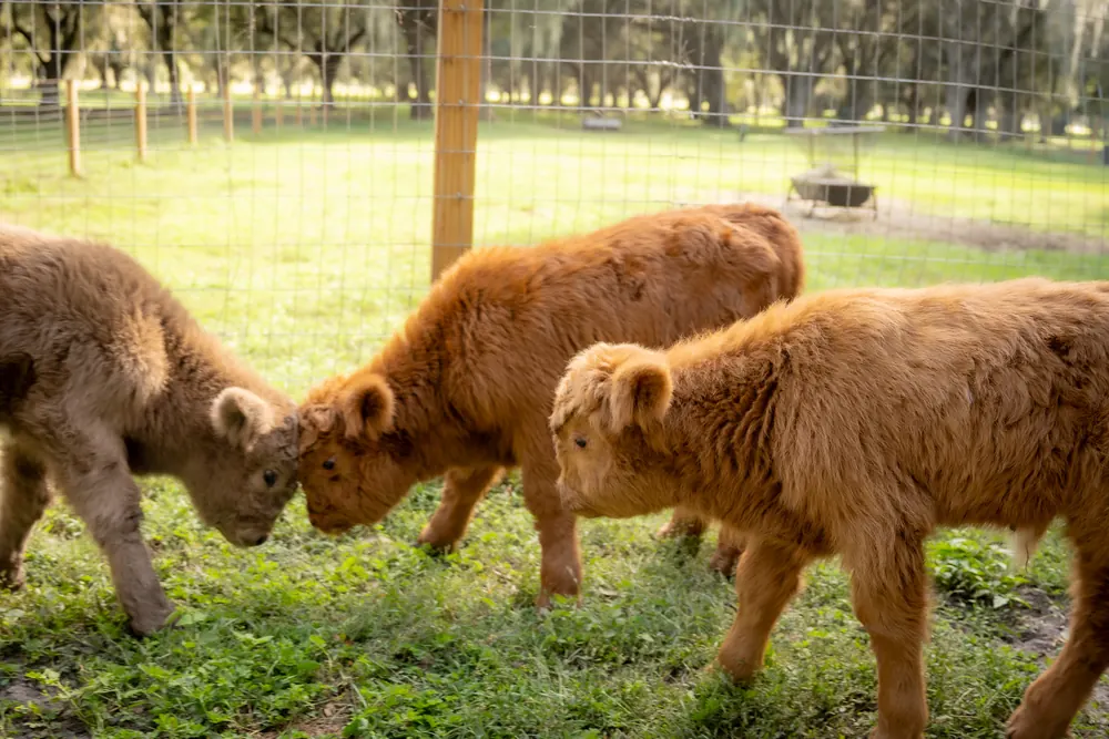 Baby Highland calves playfully butting heads in the pasture