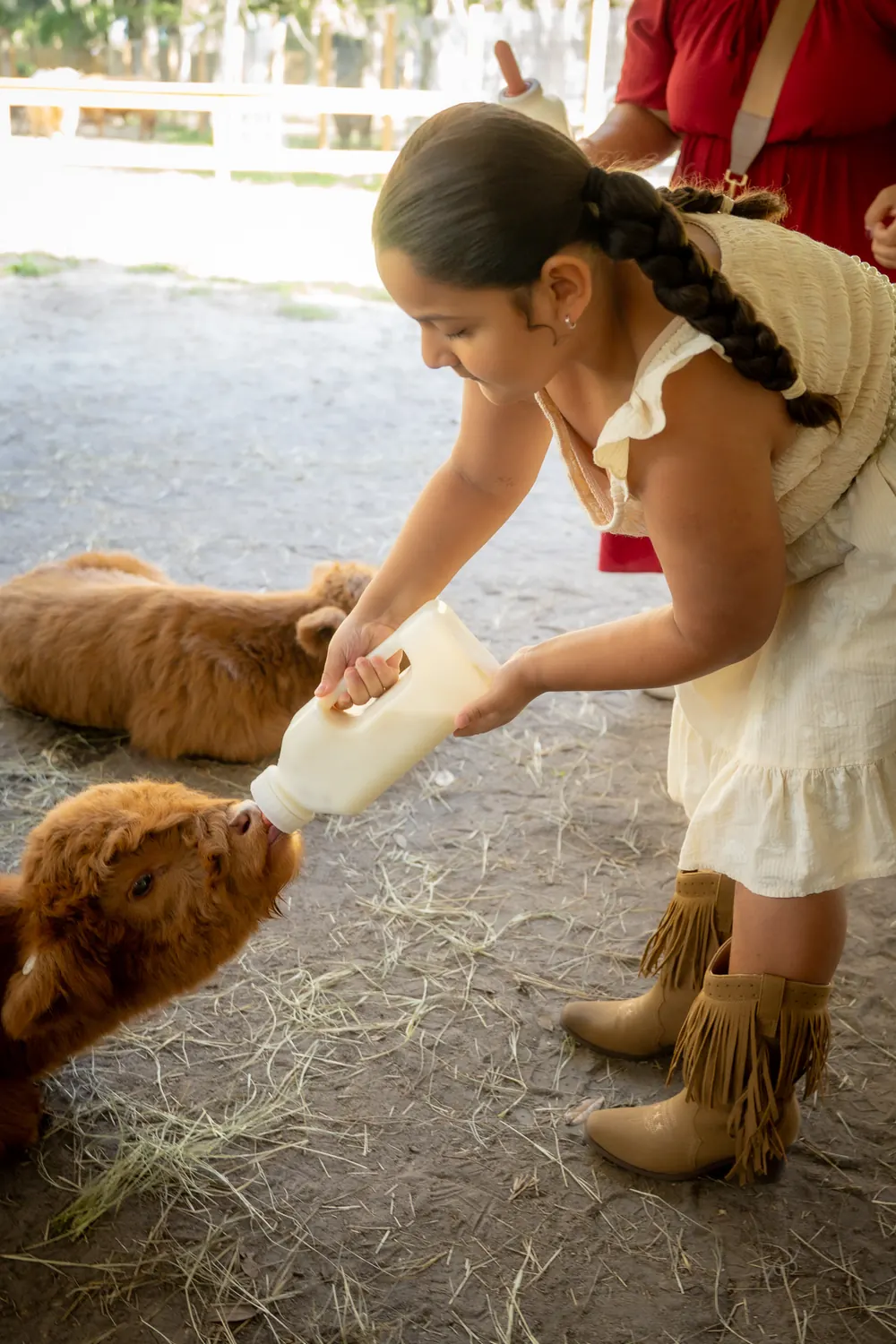 Girl bottle-feeding two baby Highland calves at Mini Moo Land