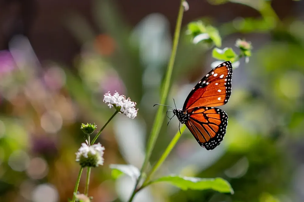 Butterfly landing on a flower in the Boggy Creek butterfly garden