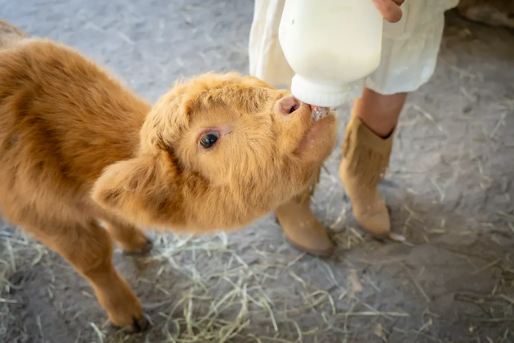 Fluffy ginger Highland calf drinking from a bottle held by a guest