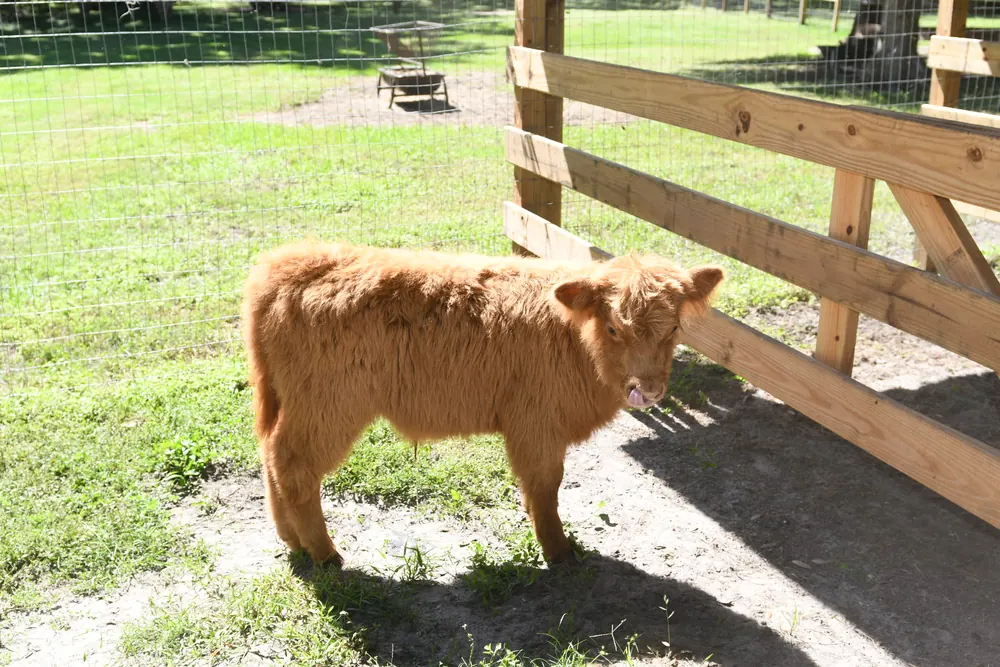 Red Highland calf by the wooden fence in the pasture