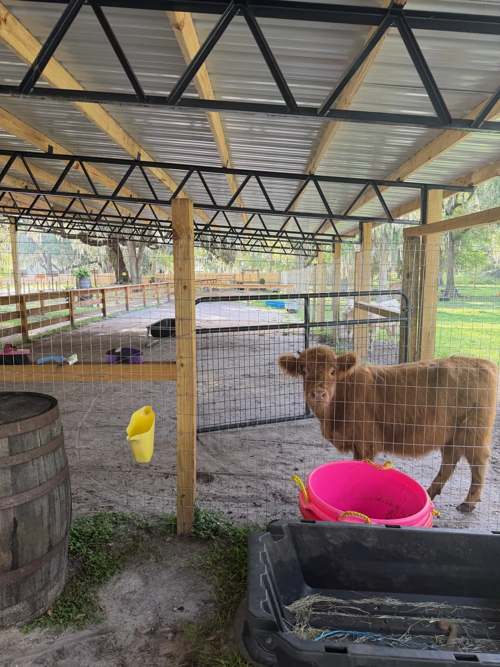 Covered Mini Moo Land animal area beneath oak trees
