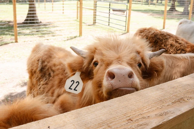 A child brushing Highland cows at Mini Moo Land in Kissimmee, Florida