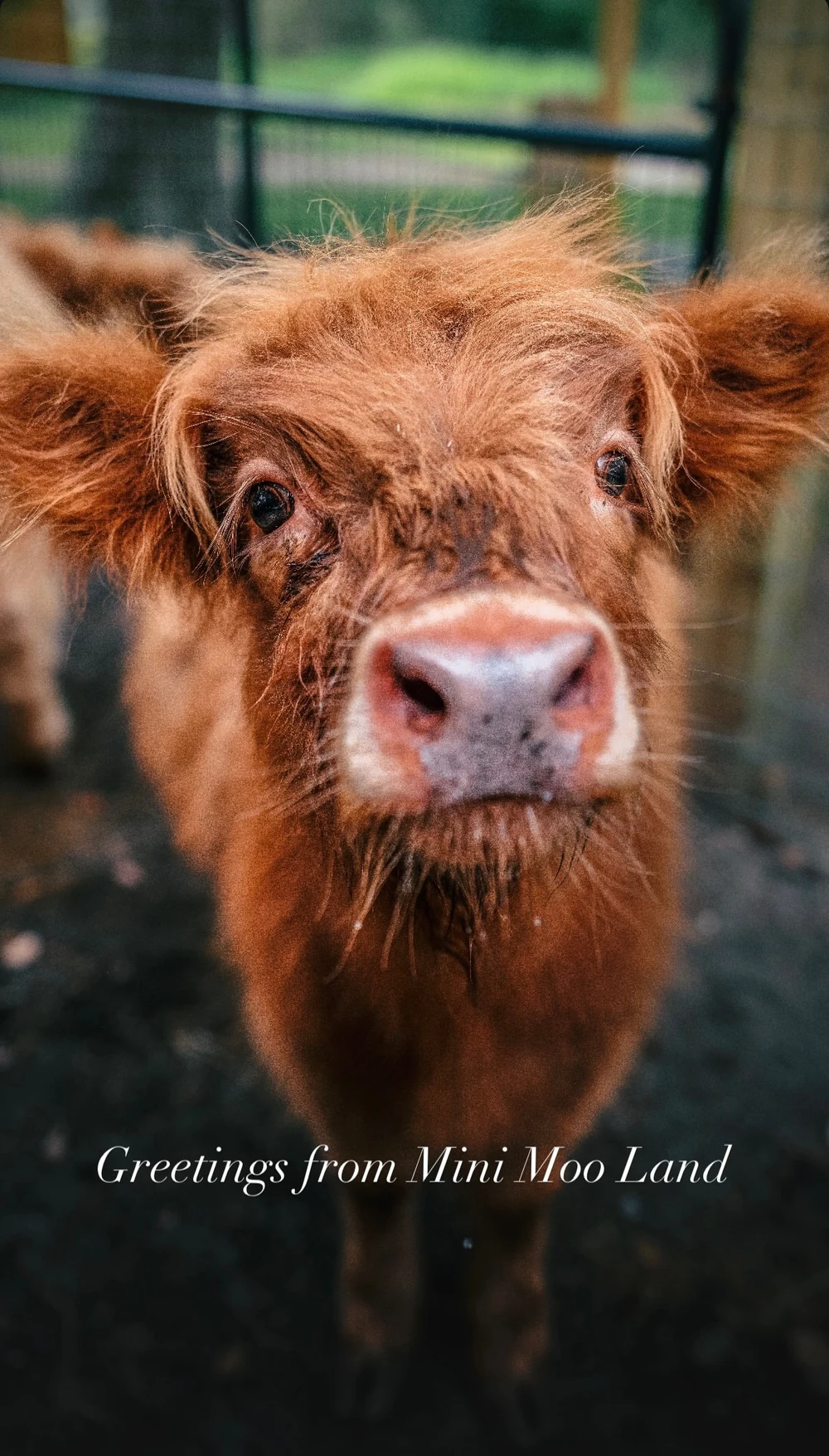 Highland cow close-up