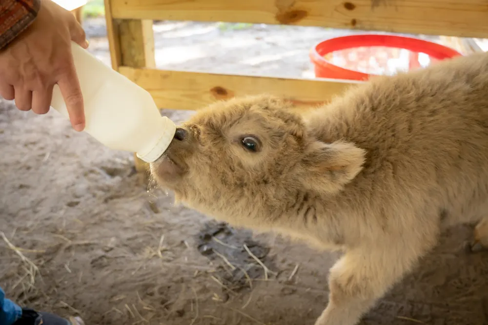Cream colored baby Highland calf drinking from a bottle