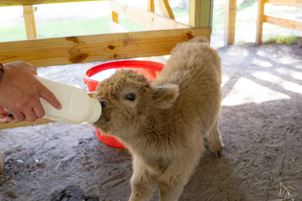 Bottle-feeding a baby Highland calf at Mini Moo Land