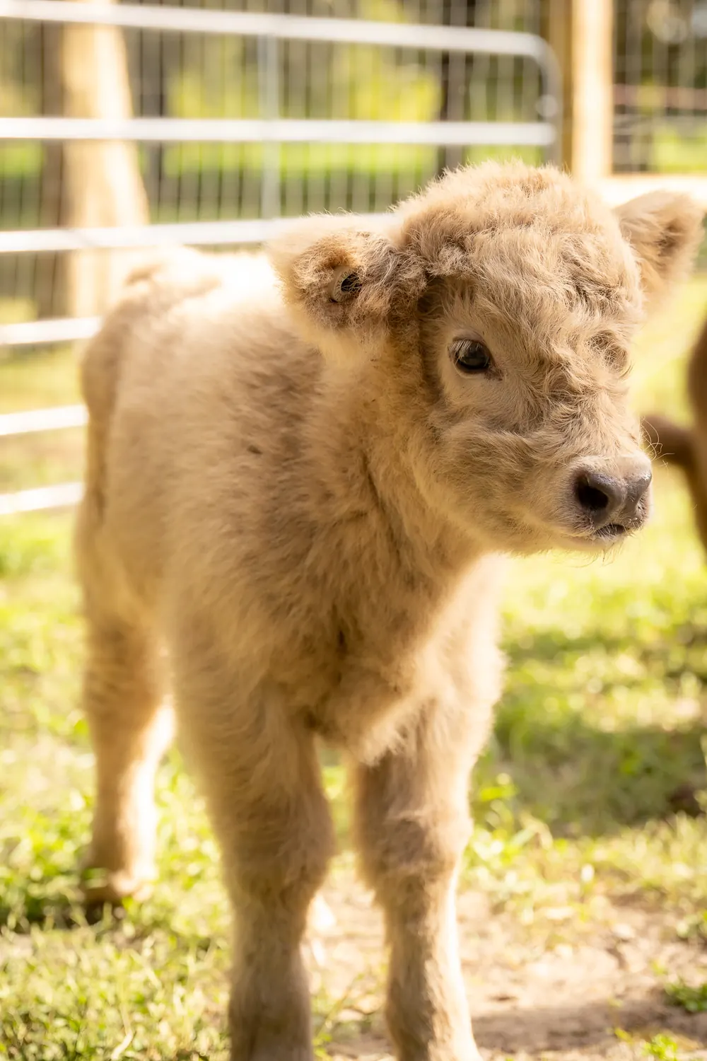 Cream colored baby Highland calf standing in the grass