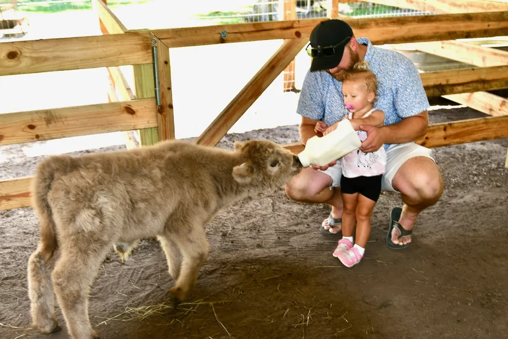 Dad and toddler bottle-feeding a baby Highland calf in the barn