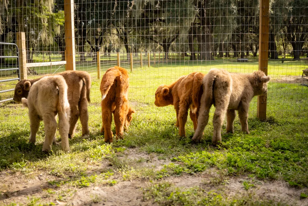 Five fluffy baby Highland calves grazing along the fence at Mini Moo Land