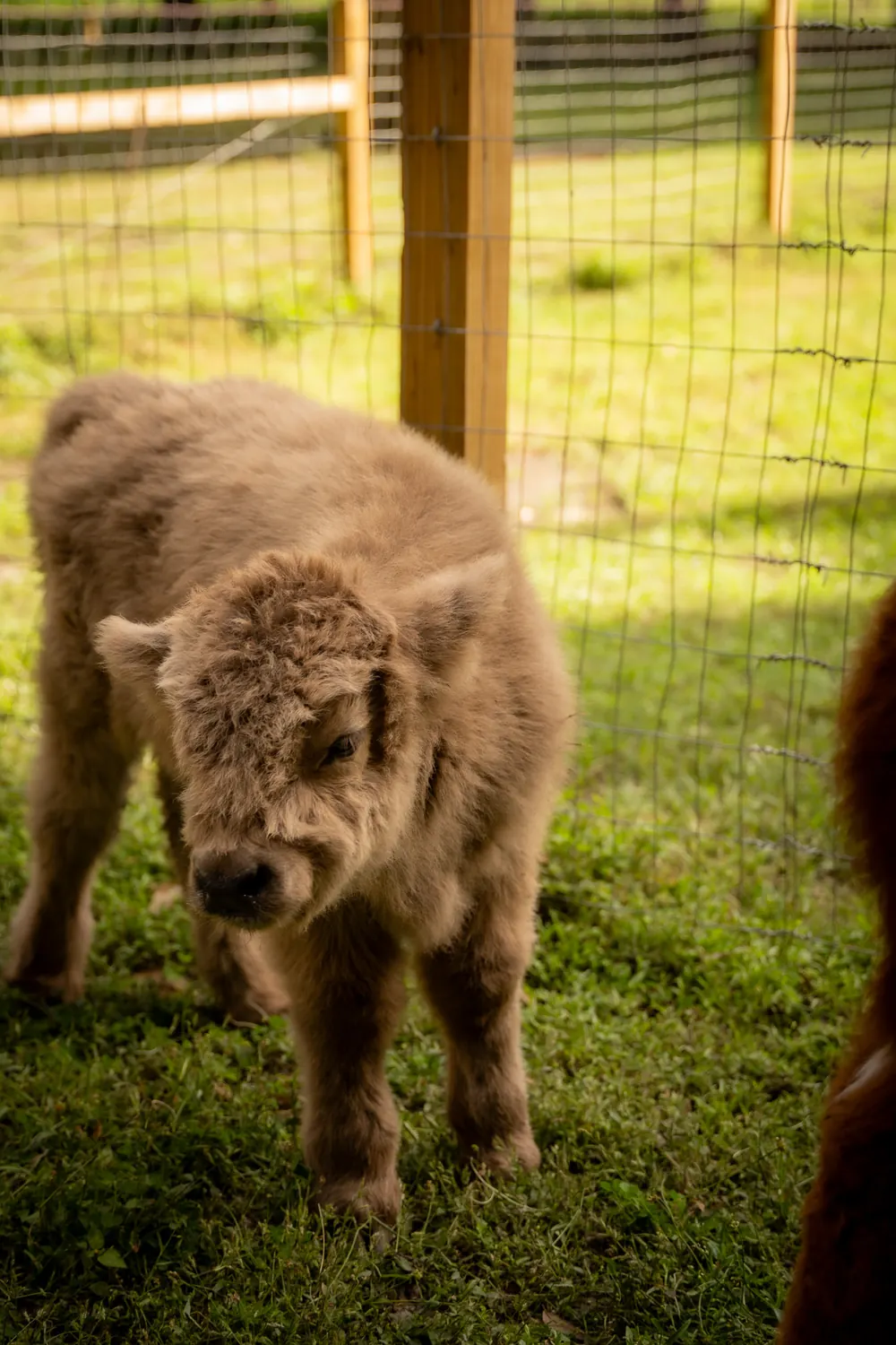 Fluffy Highland calf standing by the wooden fence