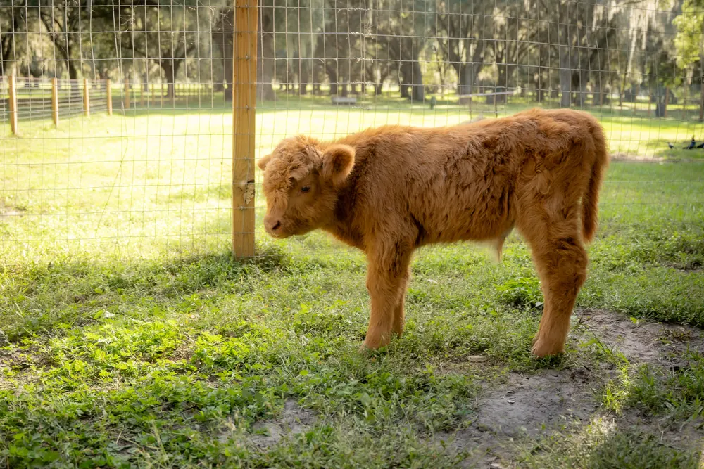 Ginger baby Highland calf standing by the fence under the oaks