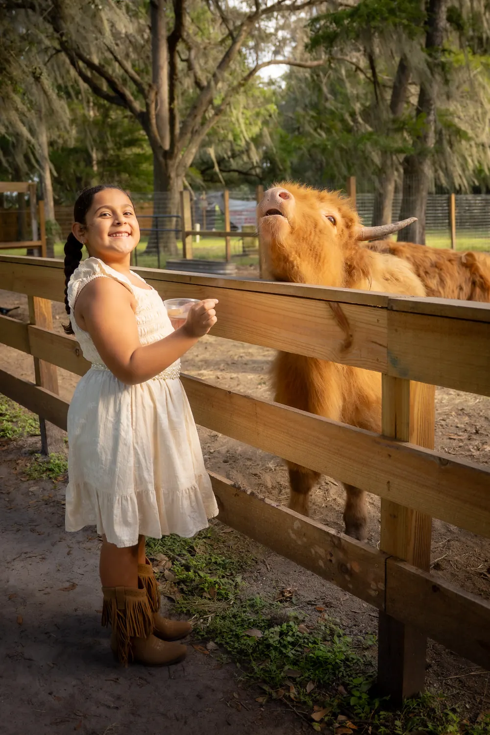 Smiling girl hand-feeding a Highland cow at the fence