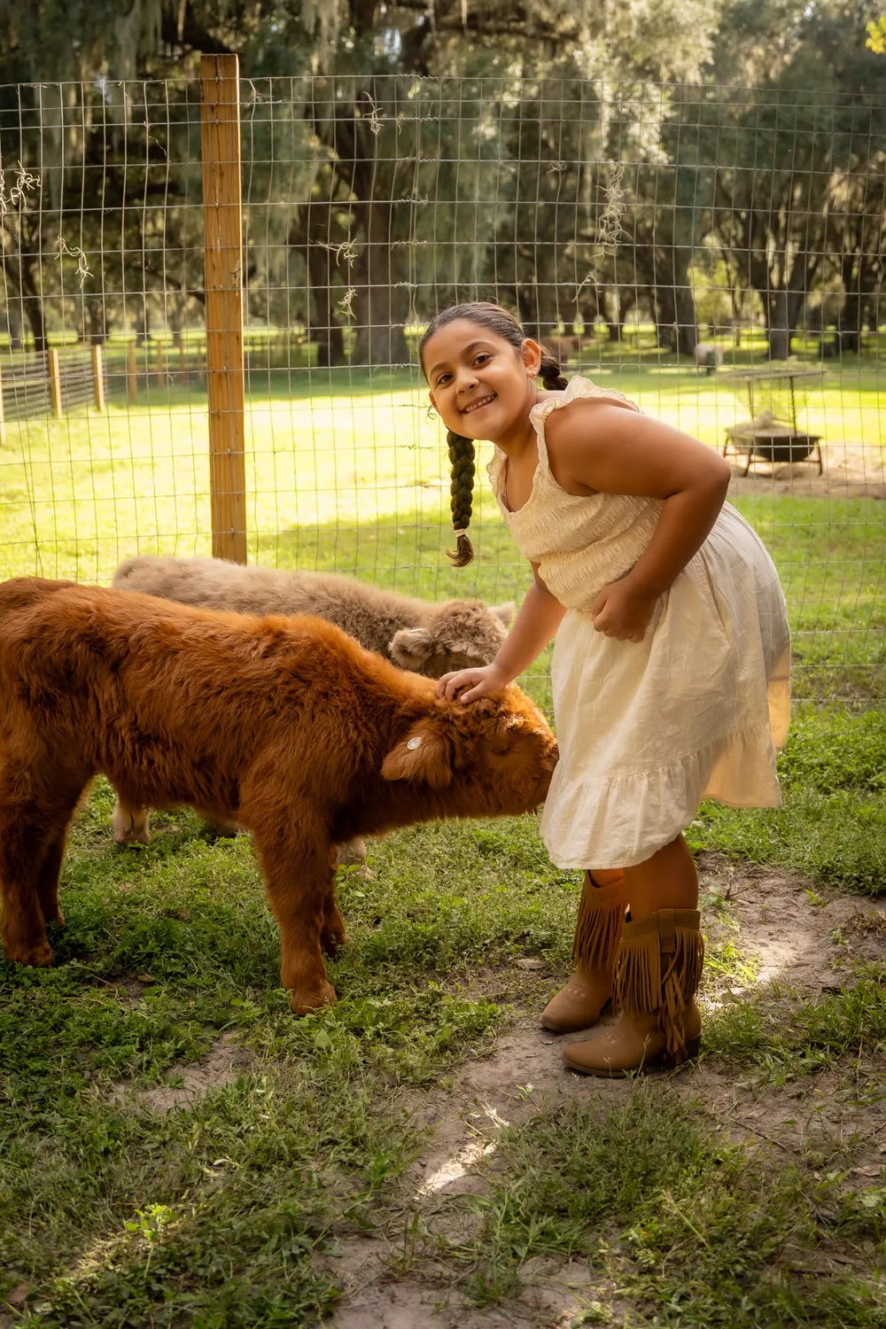 Smiling girl petting a ginger baby Highland calf
