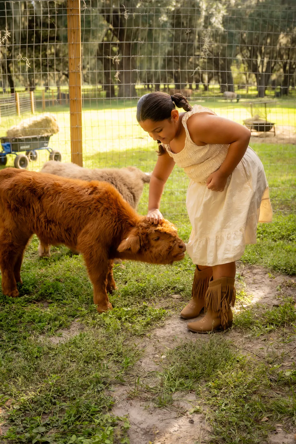 Girl petting a red Highland calf in the pasture