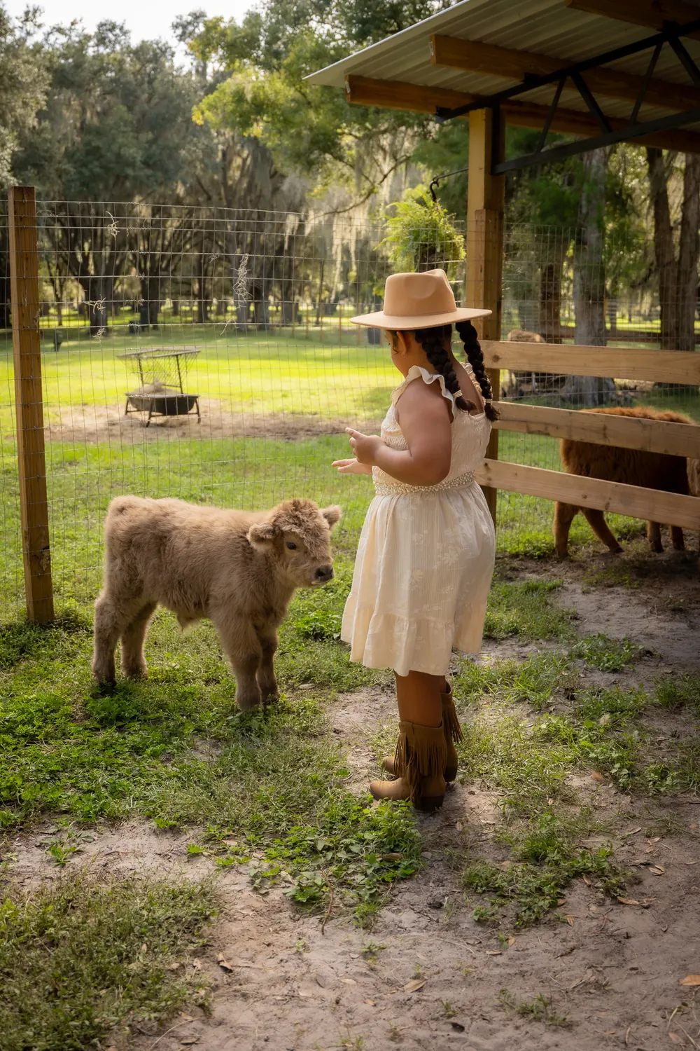 Girl in a sun hat walking with a grey Highland calf