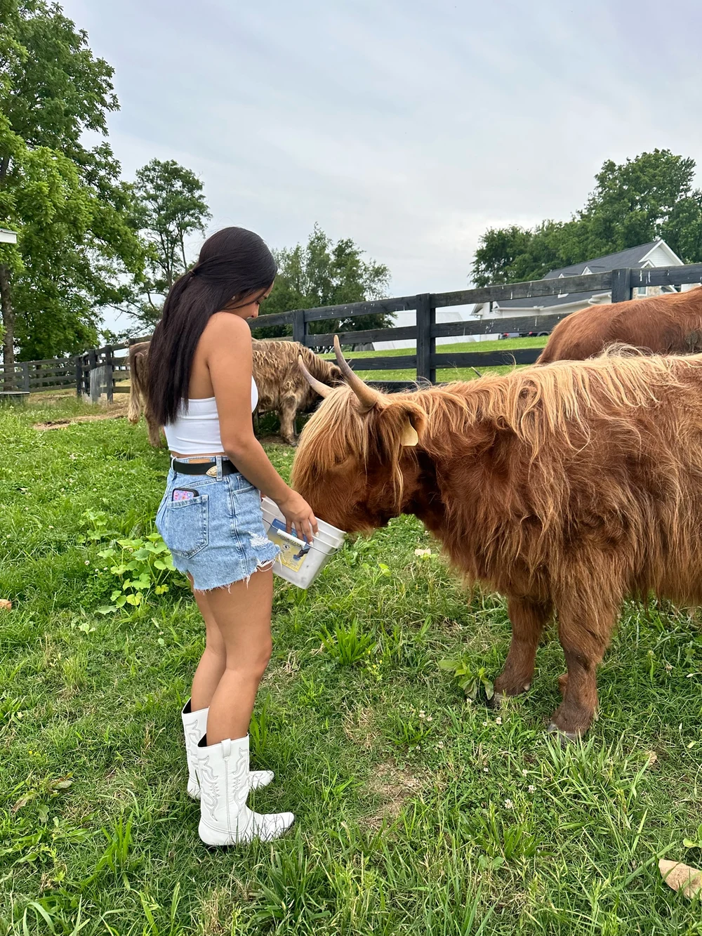 Guest hand-feeding a Highland cow