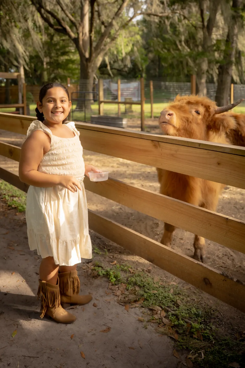 Girl hand-feeding a Highland cow at the fence
