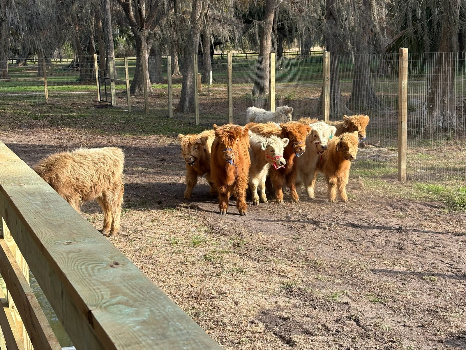 The Mini Moo Land Highland cow herd