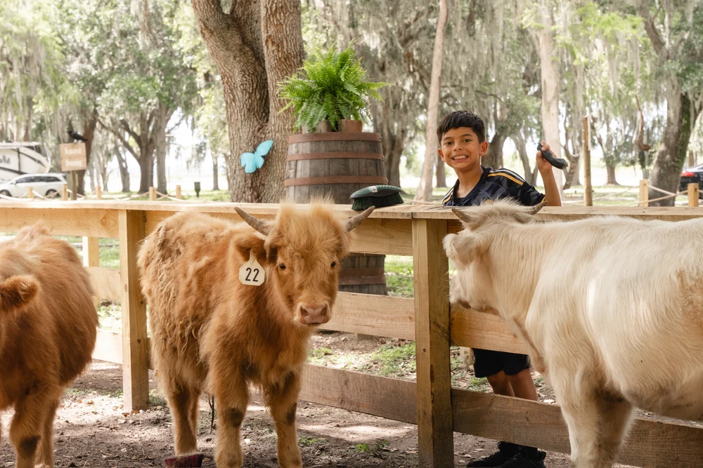 A child cuddling Highland cows at Mini Moo Land