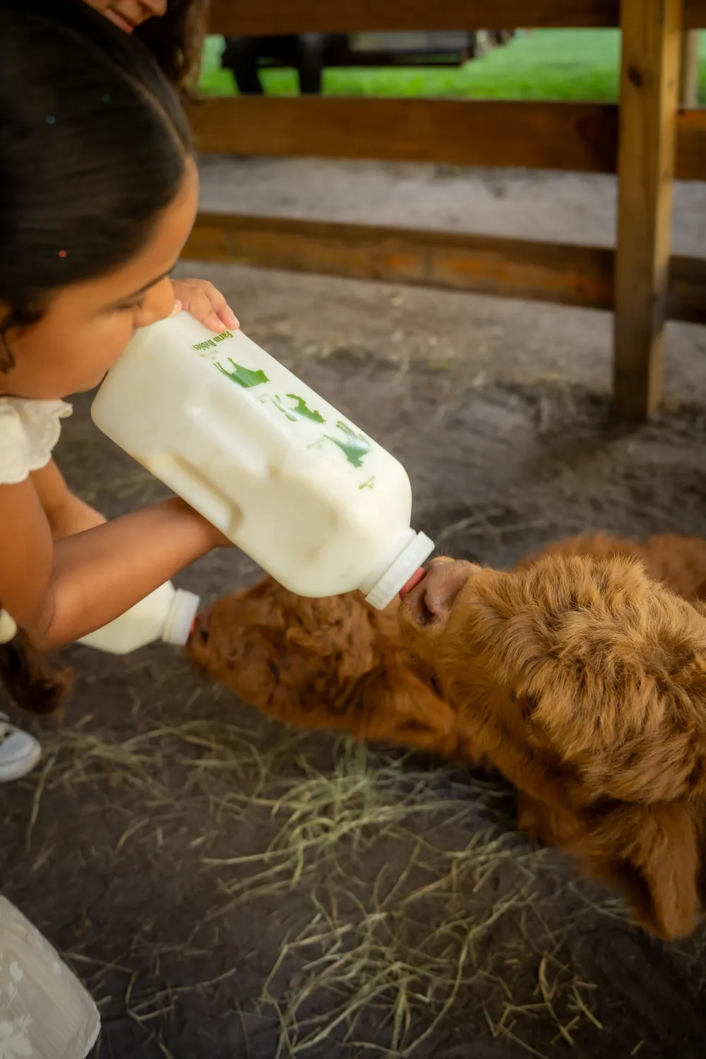 Baby Highland calf drinking from a bottle held by a young guest