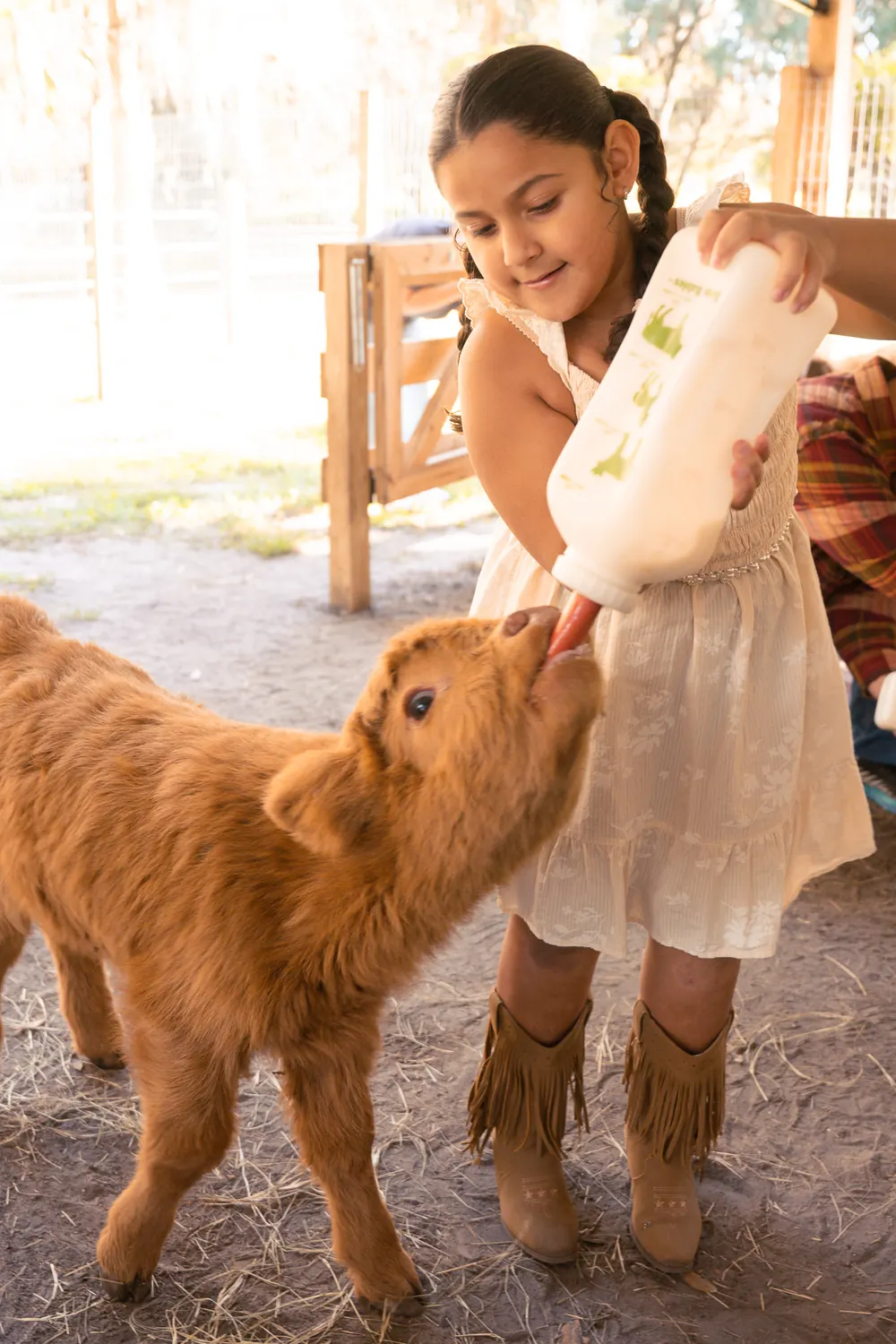 Young guest bottle-feeding a baby Highland calf at Mini Moo Land