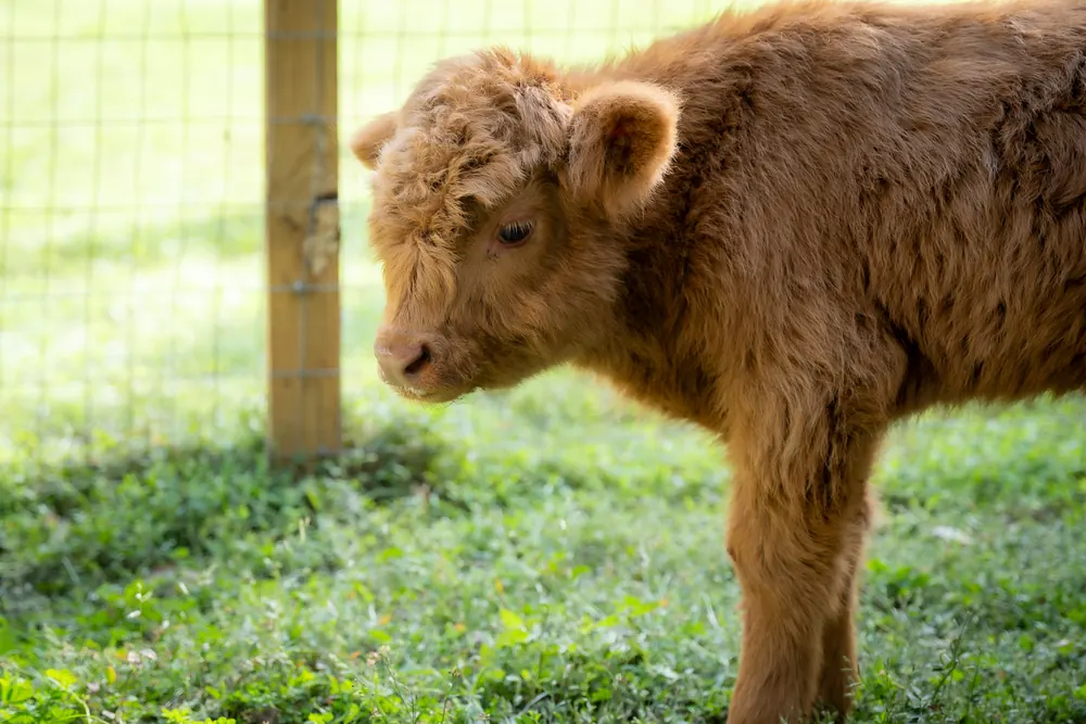 Fluffy Highland calf standing in the green pasture at Mini Moo Land