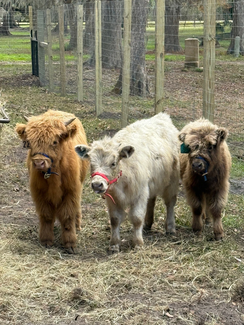 Three miniature Highland cows standing together